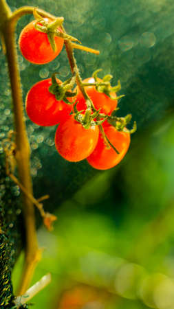 home garden of raw vegetables on balcony potの写真素材