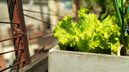 home garden of raw vegetables on balcony potの写真素材