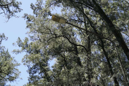 pine closer road summer viewの写真素材