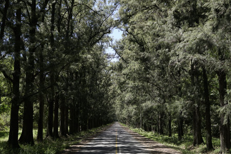 pine closer road summer viewの写真素材
