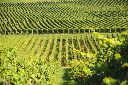 Green Wine Yardsの写真素材