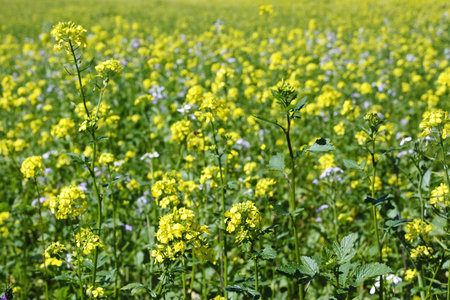 Oilseed plants filed