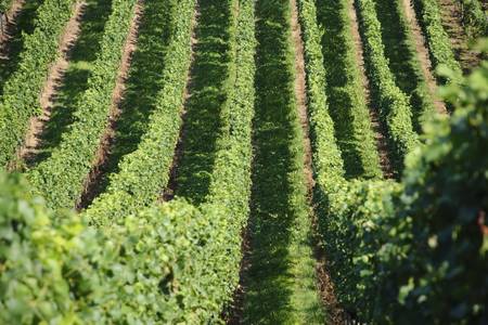 Green Wine Yardsの写真素材