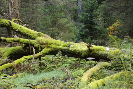 Mossy Forest