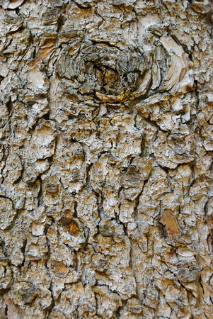 Bark texture