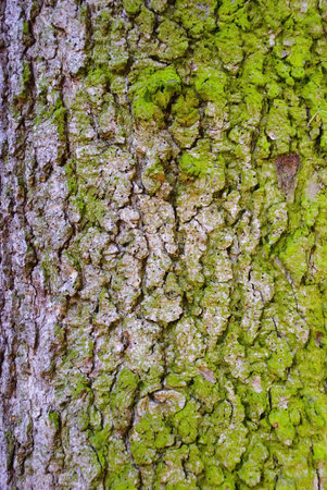 Spruce bark with moss
