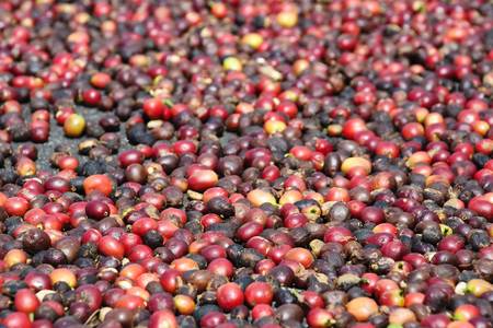 Fresh Coffe Grainsの写真素材
