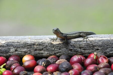 Lizard and fresh coffe grainsの写真素材