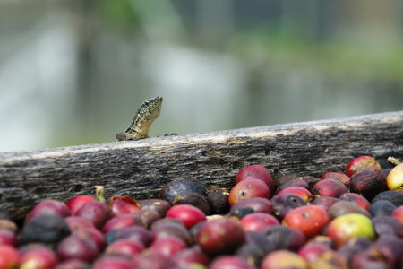 Lizard and fresh coffe grains