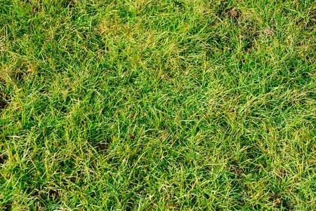 Grass textureの写真素材