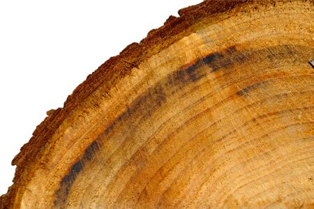 Cutted tree trunk, isolated on whiteの写真素材