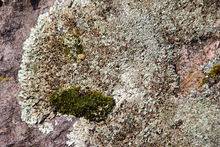 Lichen on rockの写真素材