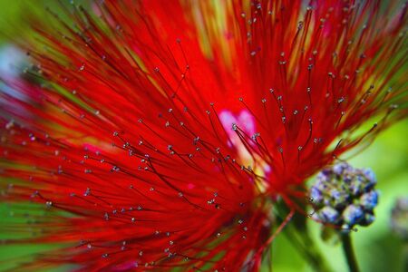Red exotic flower blossoming, close upの写真素材