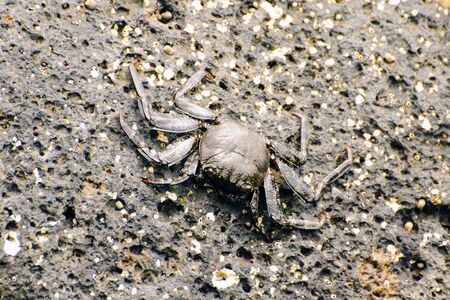 Wild crabs on the rocksの写真素材