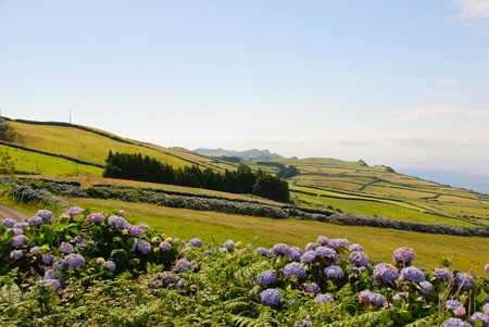 Green meadows with hortensias, Sao Jorge island, Azores, Portugalの写真素材