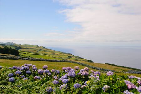 Green meadows with hortensias, Sao Jorge island, Azores, Portugalの写真素材