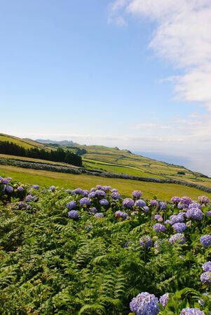 Green meadows with hortensias, Sao Jorge island, Azores, Portugalの写真素材