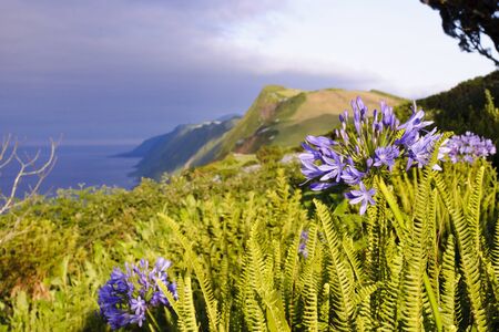Afternoon view over cliffs of Sao Jorge island with flowers blossoming, Azores, Portugalの写真素材