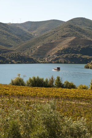 Vineyards at Douror river valley in autumnの写真素材