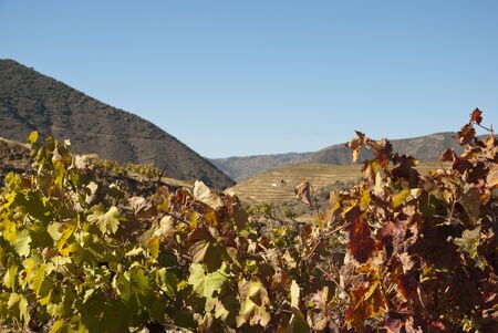 Vineyards at Douror river valley in autumnの写真素材
