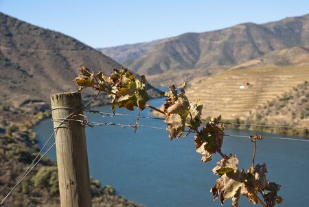 Vineyards at Douror river valley in autumnの写真素材