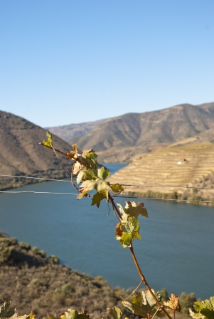 Vineyards at Douror river valley in autumnの写真素材