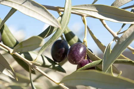 Olives growing on the olive treeの写真素材