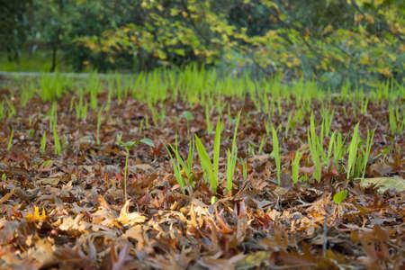 New grass growing from dry leafs in the forestの写真素材