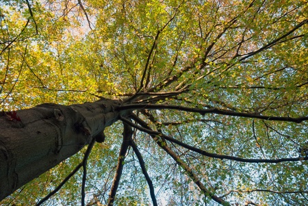 Northern red oak tree growing to the skyの写真素材