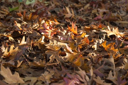 Dry colorful tree leafs on the groundの写真素材