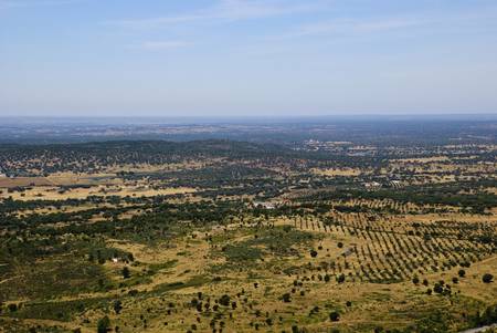 Dry landscpe with olive trees in Alentejo, Portugalの写真素材