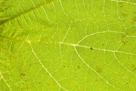 Green leaf close up with vein structureの写真素材