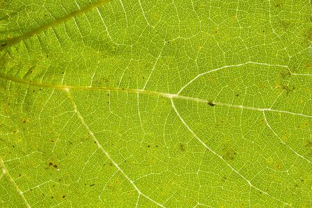 Green leaf close up with vein structureの写真素材