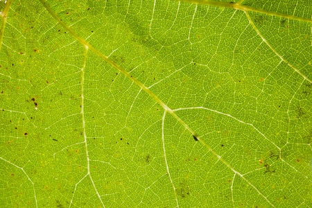 Green leaf close up with vein structureの写真素材