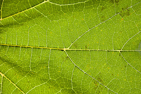 Green leaf close up with vein structure