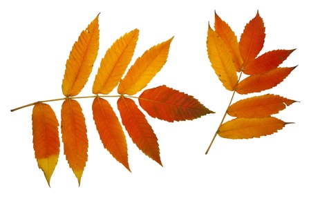 Colorful degradation autumn leafs isolated on whiteの写真素材