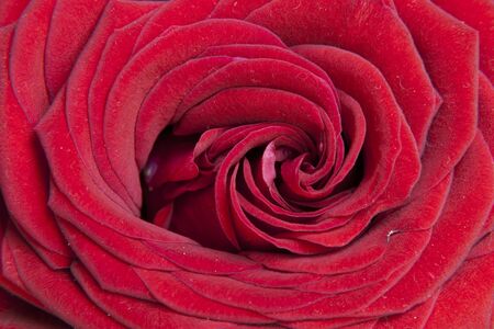 Red rose flower closeupの写真素材