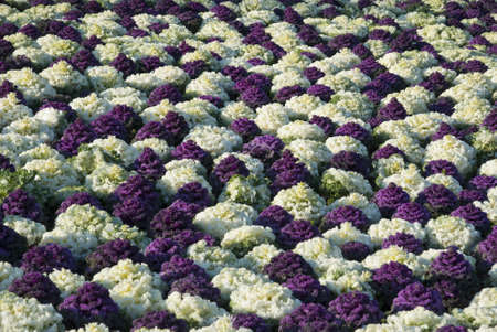 Green and violet decorative cabbage in the fieldの写真素材
