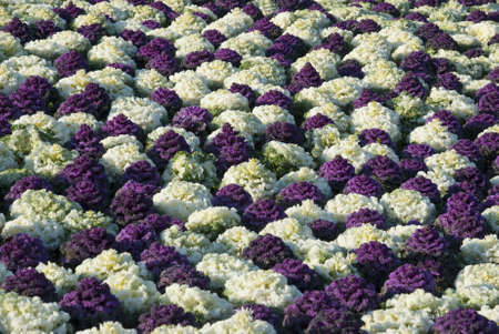 Green and violet decorative cabbage in the fieldの写真素材