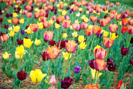 Blade of colorful tulips blossomingの写真素材