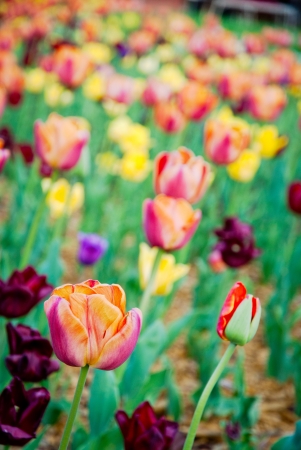 Blade of colorful tulips blossomingの写真素材