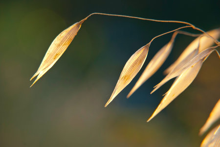Dry oat plant over the green background