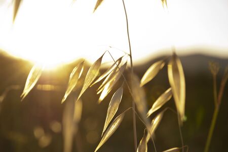 Dry oat in sunlight flareの写真素材