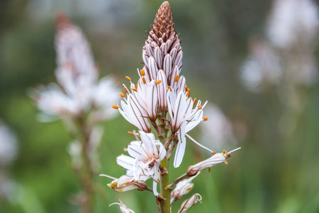 Exotic white flower blossoming, Cies islands, Galiciaの写真素材