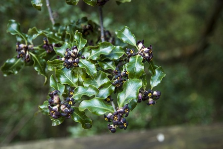 Bush flowering black, Cies island natural park Galicia
の写真素材
