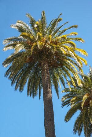 Palmtree on sunny day with blue skyの写真素材