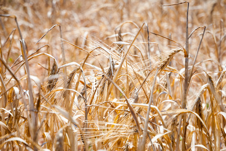 Closeup of dry wheat in a fieldの写真素材