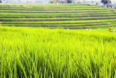 Rice fields terraces with fresh young rice, in Bali, Indonesiaの写真素材