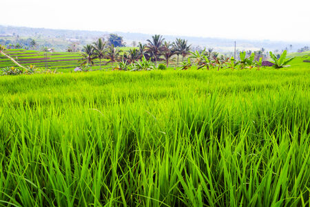 Rice fields terraces with fresh young rice, in Bali, Indonesiaの写真素材