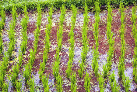 Young fresh rice growing in tufts on a fieldの写真素材